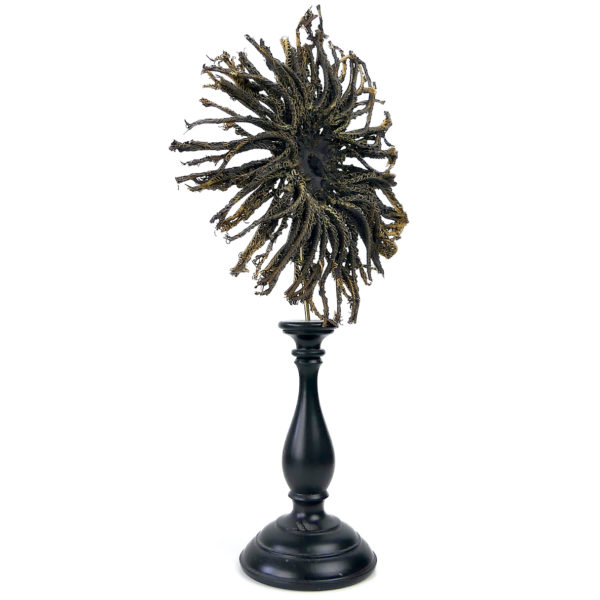 Comaster Gracilis étoile de mer plume sur pied en bois tourné noir Philippines (3/4)