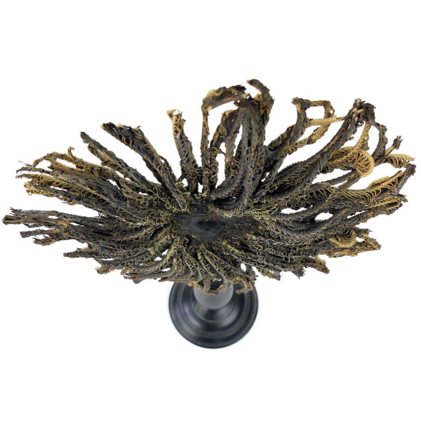 Comaster Gracilis étoile de mer plume sur pied en bois tourné noir Philippines (dessus)