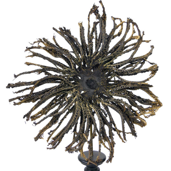 Comaster Gracilis étoile de mer plume sur pied en bois tourné noir Philippines (face)