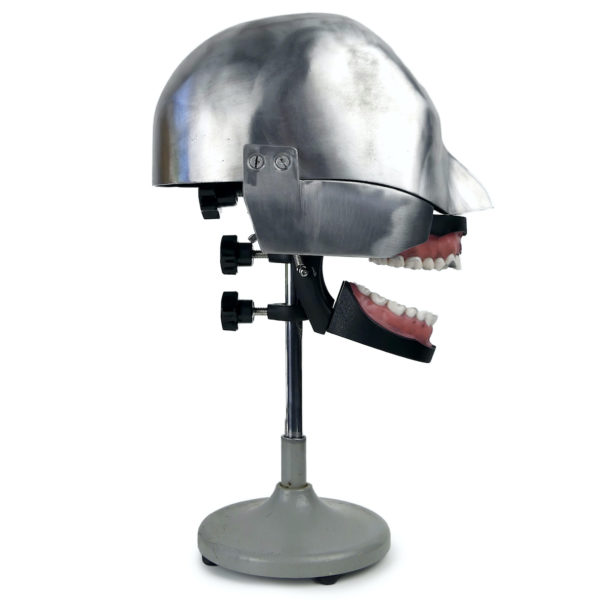 Tête fantôme dentaire vintage des années 50/60 (profil)