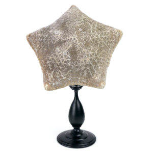 Grande Halityle regularis sur pied en bois tourné noir (face)