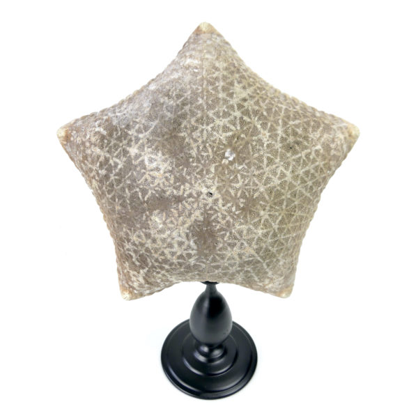 Grande Halityle regularis sur pied en bois tourné noir (face)