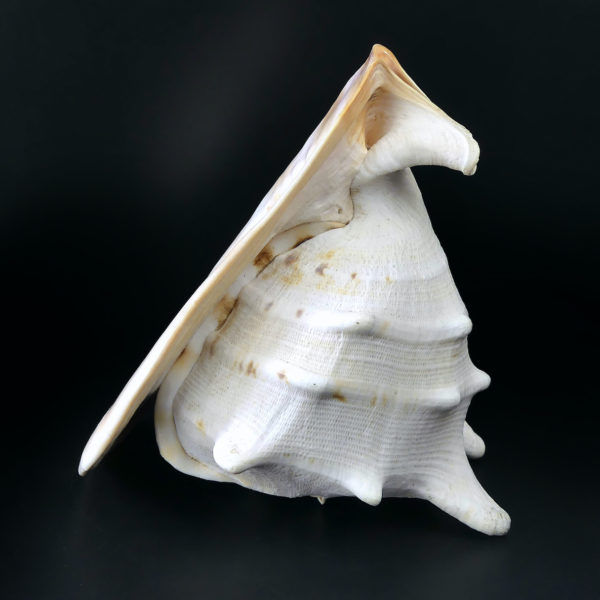 Grand casque cornu Cassis cornuta Escargot de mer de grande taille (profil)