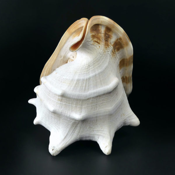 Grand casque cornu Cassis cornuta Escargot de mer de grande taille (dessus)