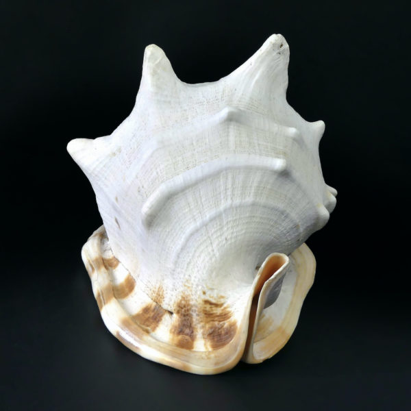 Grand casque cornu Cassis cornuta Escargot de mer de grande taille (face)