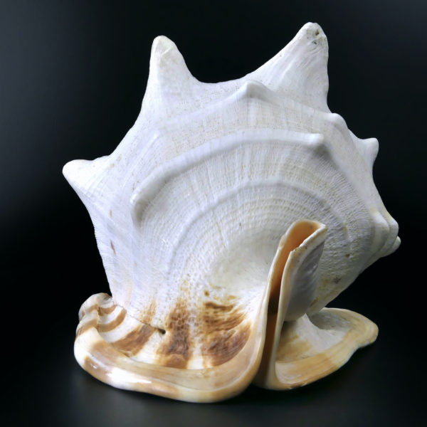 Grand casque cornu Cassis cornuta Escargot de mer de grande taille (face)