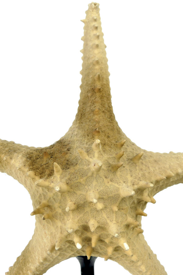 Grande étoile de mer Astéride naturalisée sur pied en bois tourné (détail)