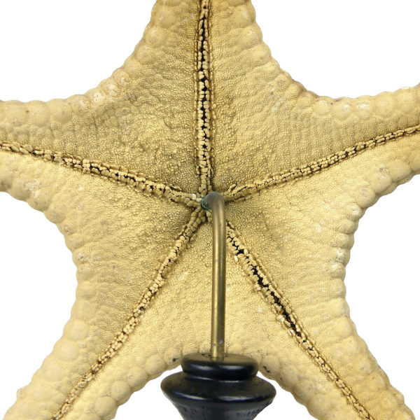 Grande étoile de mer Astéride naturalisée sur pied en bois tourné (détail)