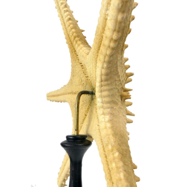 Grande étoile de mer Astéride naturalisée sur pied en bois tourné (détail)