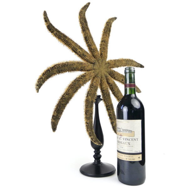 Grande étoile de mer Luidia magnifica à 10 bras sur pied en bois tourné noir (proportion)