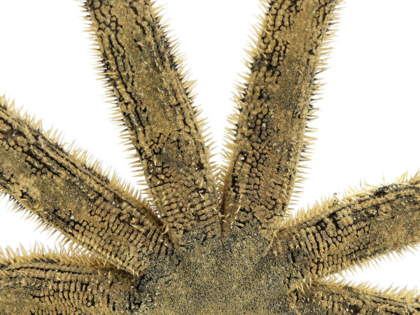 Grande étoile de mer Luidia magnifica à 10 bras sur pied en bois tourné noir (détail)