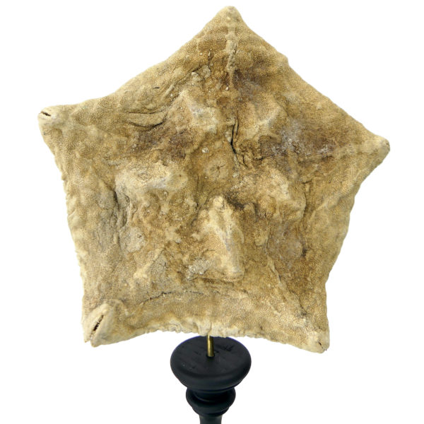 Étoile-coussin Culcita schmideliana sur pied en bois tourné noir (face)