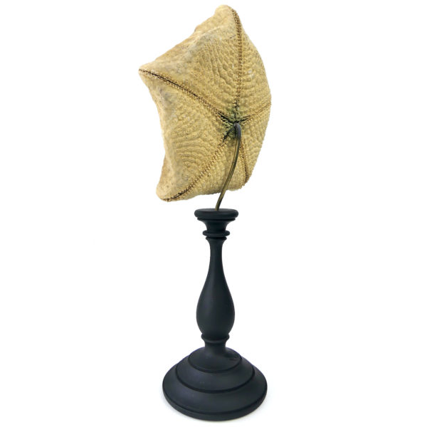 Étoile-coussin Culcita schmideliana sur pied en bois tourné noir (3/4 dos)