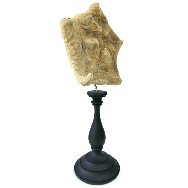 Étoile-coussin Culcita schmideliana sur pied en bois tourné noir (3/4)