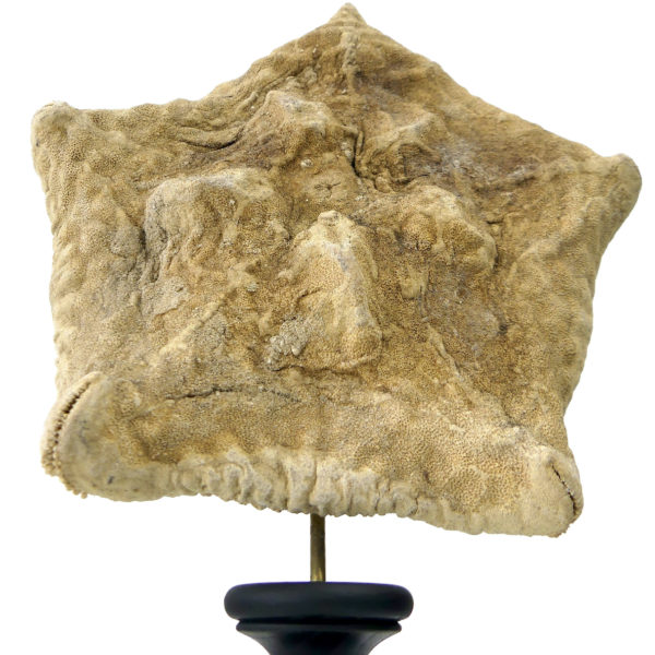 Étoile-coussin Culcita schmideliana sur pied en bois tourné noir (face)