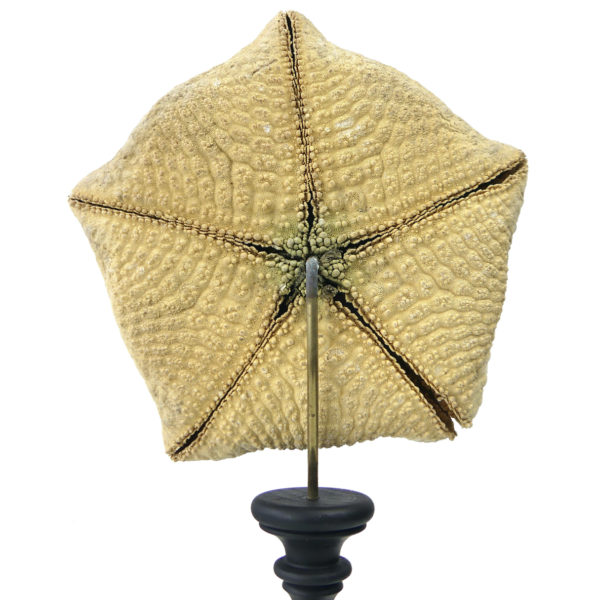 Étoile-coussin Culcita schmideliana sur pied en bois tourné noir (dos)