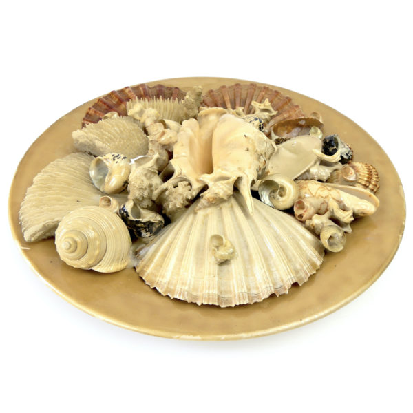 Grande assiette de coquillages Assiette murale de collection Italie Mi-XXe (3/4)