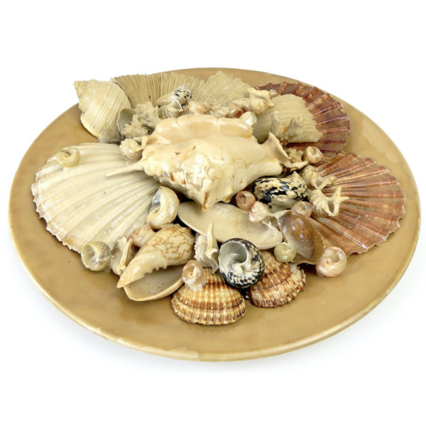Grande assiette de coquillages Assiette murale de collection Italie Mi-XXe (3/4)
