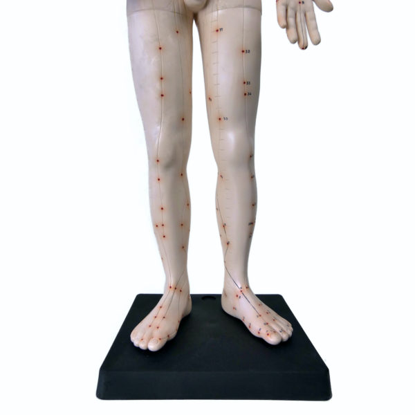Grand mannequin d’acupuncture homme en PVC Médecine Chinoise (détail)