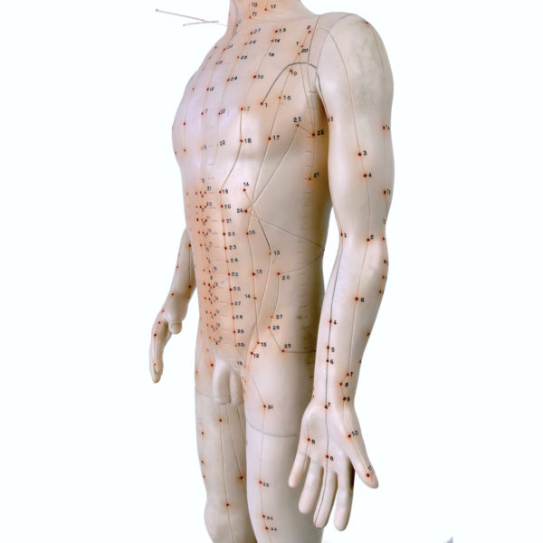 Grand mannequin d’acupuncture homme en PVC Médecine Chinoise (détail)