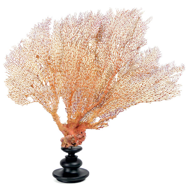 Grande gorgone rouge Gorgonian sur large pied en bois tourné noir (face)