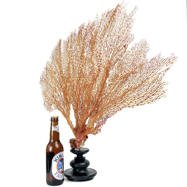 Grande gorgone rouge Gorgonian sur large pied en bois tourné noir (proportion)