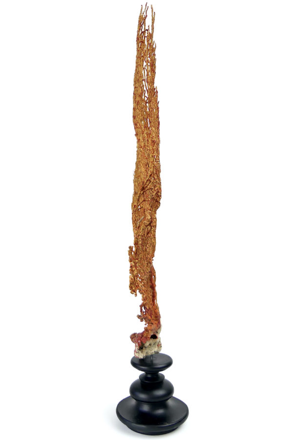 Grande gorgone rouge Gorgonian sur large pied en bois tourné noir (profil)