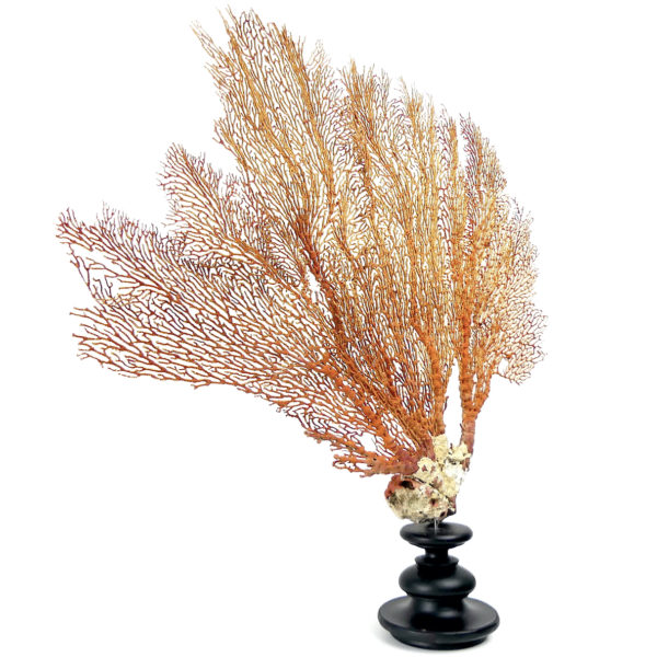 Grande gorgone rouge Gorgonian sur large pied en bois tourné noir (3/4)