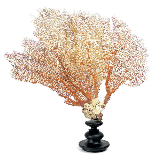 Grande gorgone rouge Gorgonian sur large pied en bois tourné noir (face)