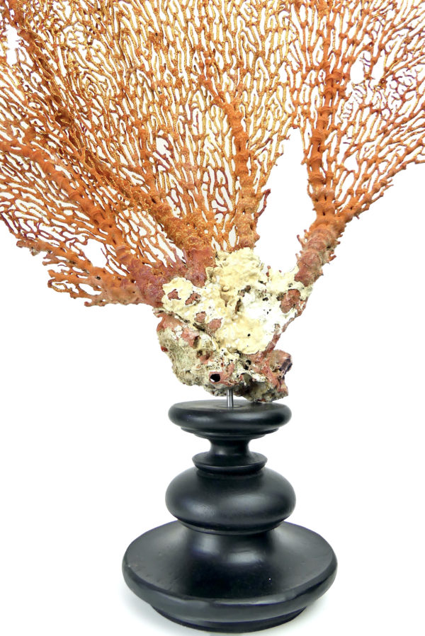 Grande gorgone rouge Gorgonian sur large pied en bois tourné noir (détail)