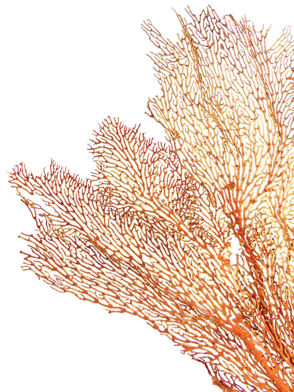 Grande gorgone rouge Gorgonian sur large pied en bois tourné noir (détail)