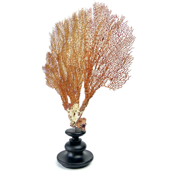 Grande gorgone rouge Gorgonian sur large pied en bois tourné noir (3/4)