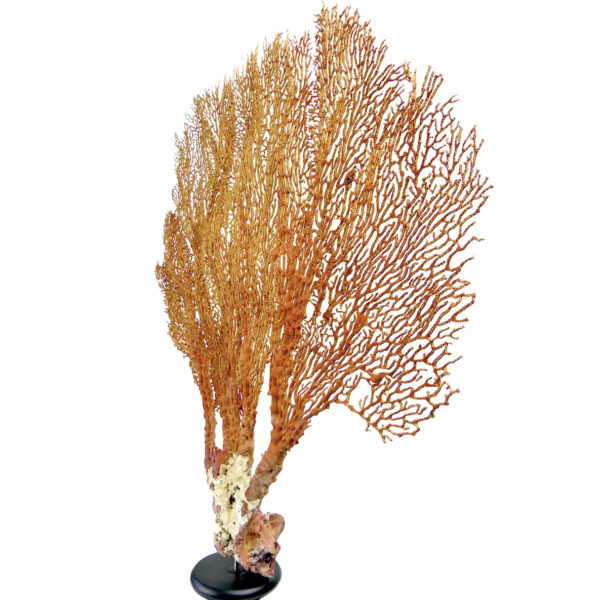 Grande gorgone rouge Gorgonian sur large pied en bois tourné noir (3/4)