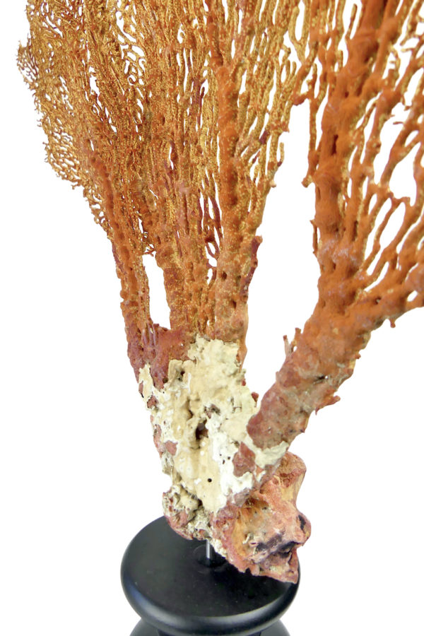 Grande gorgone rouge Gorgonian sur large pied en bois tourné noir (détail)