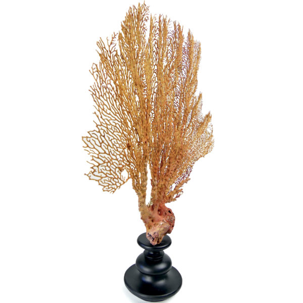 Grande gorgone rouge Gorgonian sur large pied en bois tourné noir (3/4)