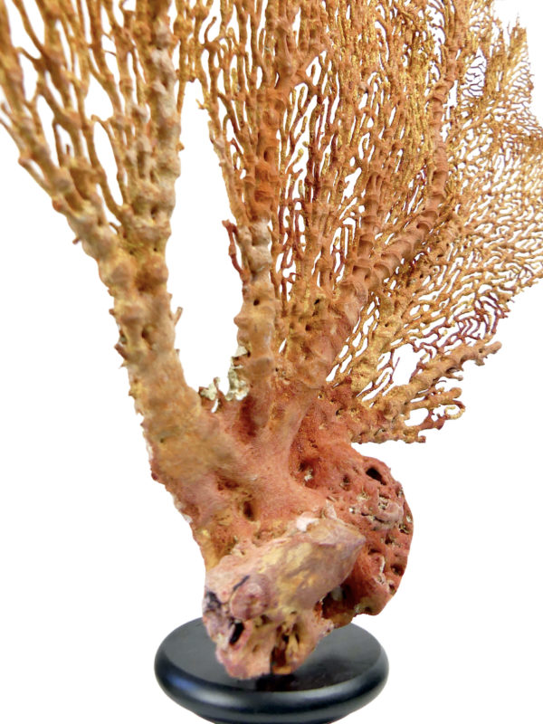 Grande gorgone rouge Gorgonian sur large pied en bois tourné noir (détail)