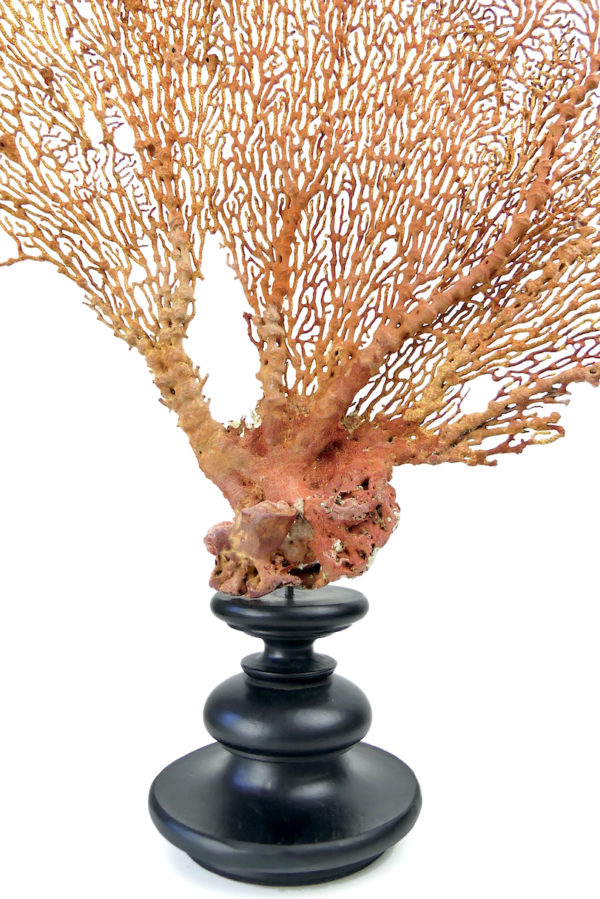 Grande gorgone rouge Gorgonian sur large pied en bois tourné noir (détail)