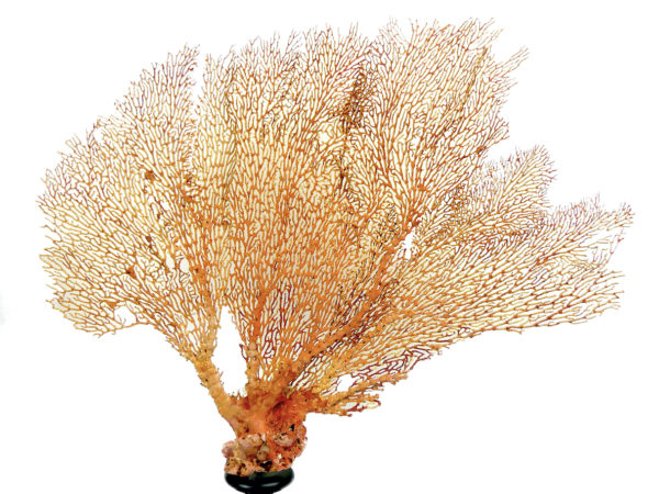 Grande gorgone rouge Gorgonian sur large pied en bois tourné noir (face)