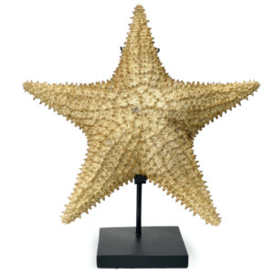 Grande Astéride étoile de mer à 5 branches naturalisée sur socle (face)