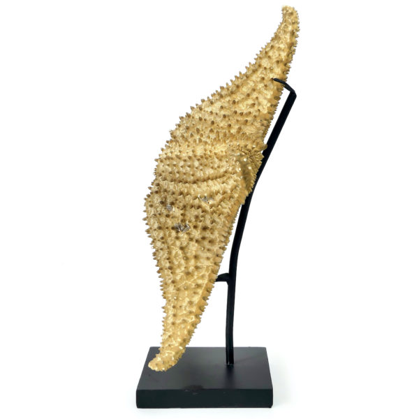 Grande Astéride étoile de mer à 5 branches naturalisée sur socle (profil)