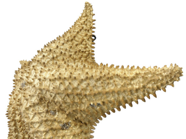Grande Astéride étoile de mer à 5 branches naturalisée sur socle (détail)