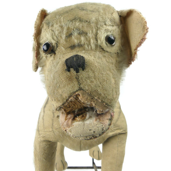 Bouledogue à roulettes rare peluche et paille Début XXe siècle Steiff Allemagne (détail)