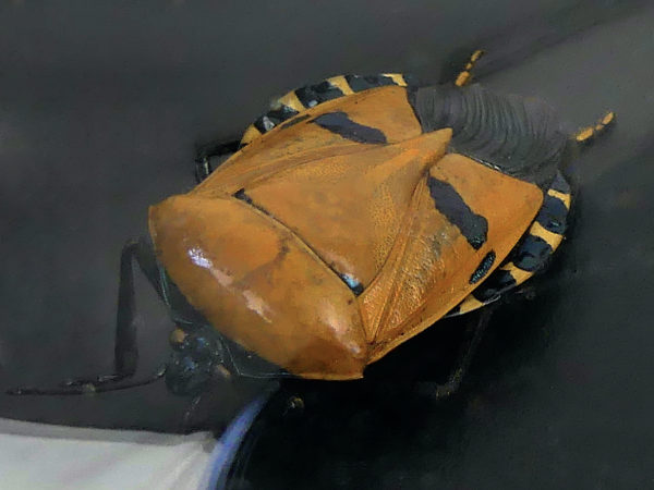 Cinq Catacanthus incarnatus sous verre bombé et cadre noir Asie du Sud-Est (détail)