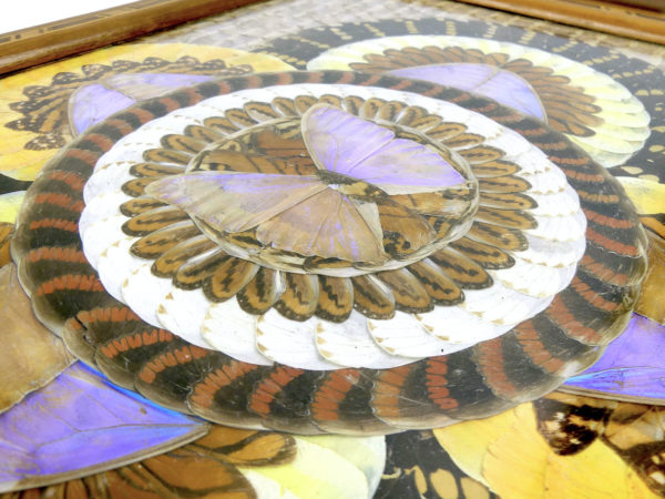 Plateau de papillons de Guyane des années 40/50 Travail de bagnard (détail)