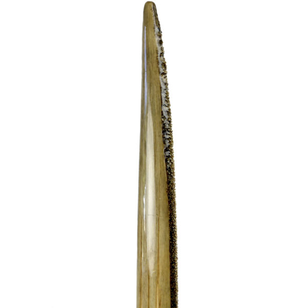 Grand rostre de marlin ancien sur plaque en bois découpée Île de la Réunion (détail)