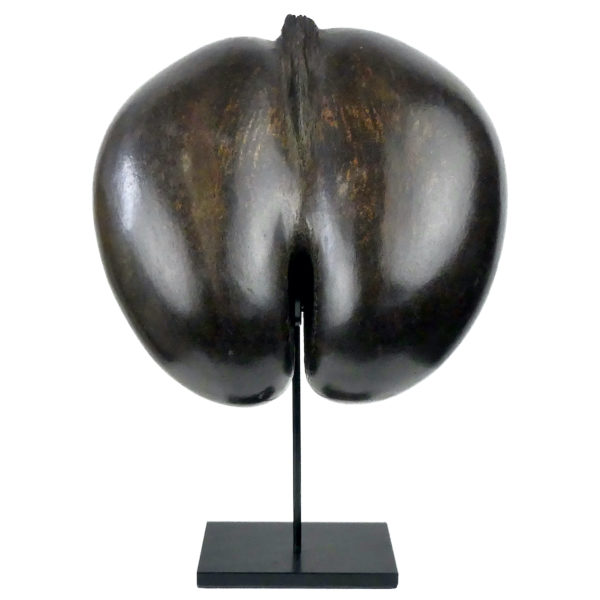 Coco-fesses poli évidé et découpé graine bilobée rare des Seychelles sur pied (face)
