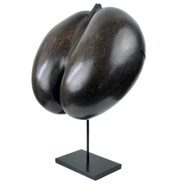 Coco-fesses poli évidé et découpé graine bilobée rare des Seychelles sur pied (3/4)