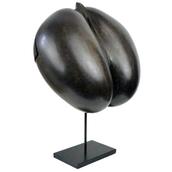 Coco-fesses poli évidé et découpé graine bilobée rare des Seychelles sur pied (3/4)