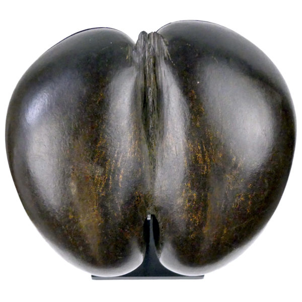 Coco-fesses poli évidé et découpé graine bilobée rare des Seychelles sur pied (dessus)