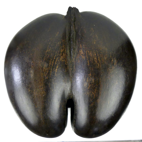 Coco-fesses poli évidé et découpé graine bilobée rare des Seychelles sur pied (face)